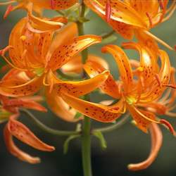 Lilium distichum Manchurian Turk's Cap Lily seed for sale 