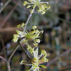 Cornus sessilis Blackfruit Dogwood, Miner's Dogwood, Blackfruit Cornel seed for sale 