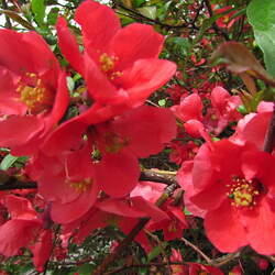 Chaenomeles speciosa Flowering Quince, Chinese Flowering Quince seed for sale 