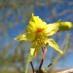 Parkinsonia africana African Wattle seed for sale 