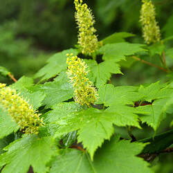 Acer caudatum   Ukurundense Arahaga Maple, Ukurundu Maple seed for sale 