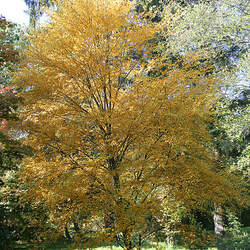 Betula lenta uber Virginia Roundleaf Birch, Ashe Birch seed for sale 