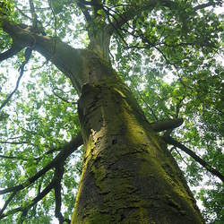 Toona ciliata Red Cedar, Australian Red Cedar, Toon, Indian Mahogany, Suren seed for sale 