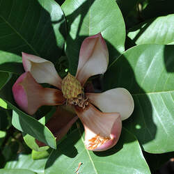 Magnolia delavayi Chinese Evergreen Magnolia, Delavay's Magnolia seed for sale 