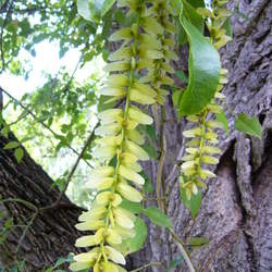 Pterocarya stenoptera Chinese Wingnut seed for sale 