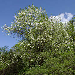 Halesia carolina  monticola Mountain Silverbell, Mountain Snow Drop seed for sale 