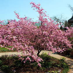 Prunus sargentii Sargent Cherry, Sakura seed for sale 