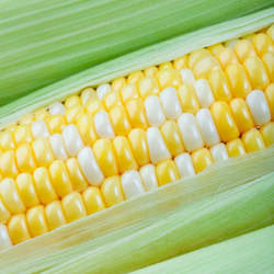 Zea mays   Bi-Licious Sweet Corn, Popcorn seed for sale 