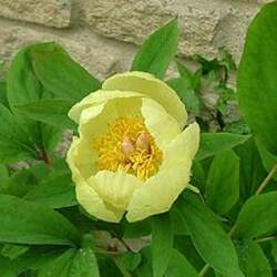 Paeonia mlokosewitschii Golden Peony, Caucasian Peony, Molly The Witch Peony seed for sale 