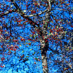 Crataegus viridis   Winter King Winter King Green Hawthorn seed for sale 