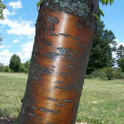 Prunus maackii Amur Chokecherry, Manchurian cherry seed for sale 