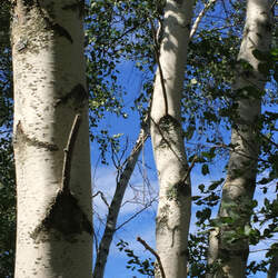 Betula populifolia Gray Birch seed for sale 