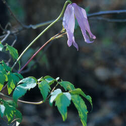 Clematis columbiana Rock Clematis, Climbing Purple Virgin's Bower, Whorl-leaved Virgin's Bower, Wild Clematis seed for sale 