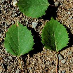 Populus grandidentata Bigtooth Aspen seed for sale 