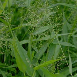 Panicum clandestinum Deertongue seed for sale 