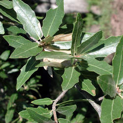 Quercus emoryi Emory Oak, Emoryi Oak seed for sale 