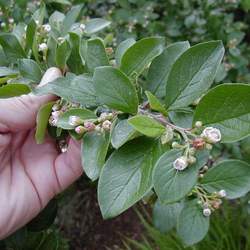 Cotoneaster acutifolius Cotoneaster acutifolius dried berries Peking Cotoneaster seed for sale 