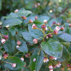 Cotoneaster coriaceus     clean seed Milkflower Cotoneaster, Parney Cotoneaster seed for sale 