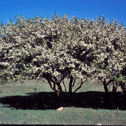 Crataegus viridis   Winter King Winter King Green Hawthorn seed for sale 