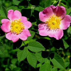 Rosa carolina Carolina Rose, Pasture Rose seed for sale 