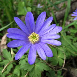 Anemone blanda Greek Thimbleweed, Windflower, Grecian Windflower, Grecian Wind Flower seed for sale 