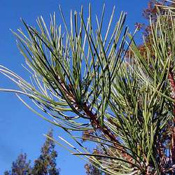 Pinus washoensis Washoe Pine seed for sale 