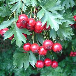 Crataegus ambigua Russian Hawthorn seed for sale 