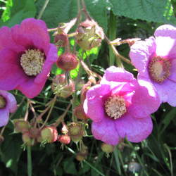 Rubus odoratus Purpleflowering Raspberry, Purple-flowering Raspberry seed for sale 