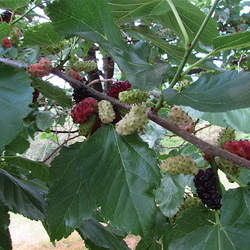 Morus alba  tatarica Tatarica White Mulberry, Tatarian White Mulberry seed for sale 