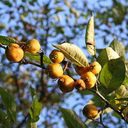 Malus toringoides Cutleaf Crab Apple, Cutleaf Crab seed for sale 