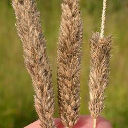 Alopecurus arundinaceus Creeping Meadow Foxtail seed for sale 