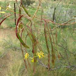 Parkinsonia africana African Wattle seed for sale 