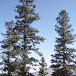 Abies squamata Barked Fir, Flaky Fir seed for sale 