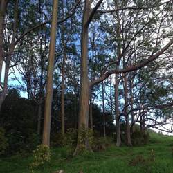 Eucalyptus deglupta Indonesian Gum, Mindanao Gum, Rainbow Eucalyptus, Rainbow Gum seed for sale 