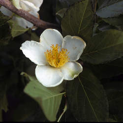 Stewartia malacodendron Silky Camellia, Silky Stewartia, Virginia Stewartia seed for sale 