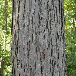 Carya ovalis Red Hickory, Sweet Pignut Hickory, Spicebark Hickory seed for sale 