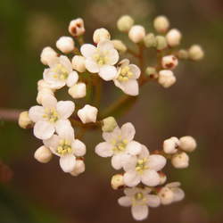 Viburnum obovatum Small-leaf Arrowwood, Walter's Viburnum seed for sale 