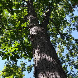 Carya ovalis Red Hickory, Sweet Pignut Hickory, Spicebark Hickory seed for sale 