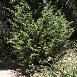 Cupressus goveniana Gowen Cypress, Californian Cypress seed for sale 