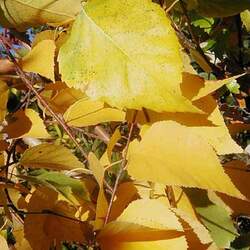 Betula tianschanica Tianan Birch, Tian-shan Birch seed for sale 