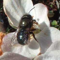 Malus pumila   Borowinka Borowinka Common Apple seed for sale 