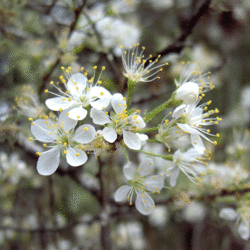 Prunus angustifolia Chickasaw Plum, Sand Plum, Sandhill Plum seed for sale 