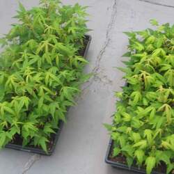 Acer pentaphyllum Five-lobed Chinese Maple, Marijuana Maple, Five Leaf Maple seed for sale 