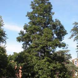 Carya ovata    Southern Shagbark Hickory seed for sale 