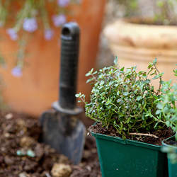 Thymus vulgaris Garden Thyme seed for sale 