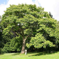 Paulownia tomentosa Princesstree, Empress Tree seed for sale 