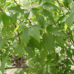 Ungnadia speciosa Mexican Buckeye seed for sale 