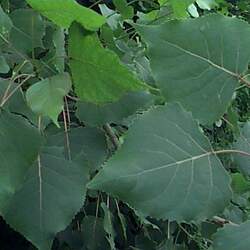 Populus grandidentata Bigtooth Aspen seed for sale 