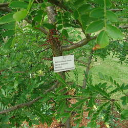 Gleditsia delavayi Delavay's Locust seed for sale 