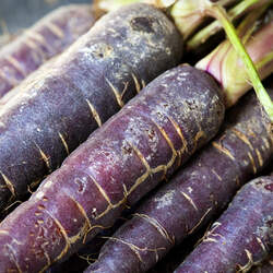 Daucus carota   Purple Purple Carrot seed for sale 